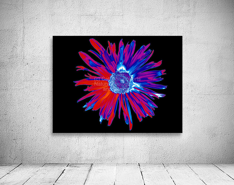 Abstract Brightly Coloured Daisy Flower Wall Preview