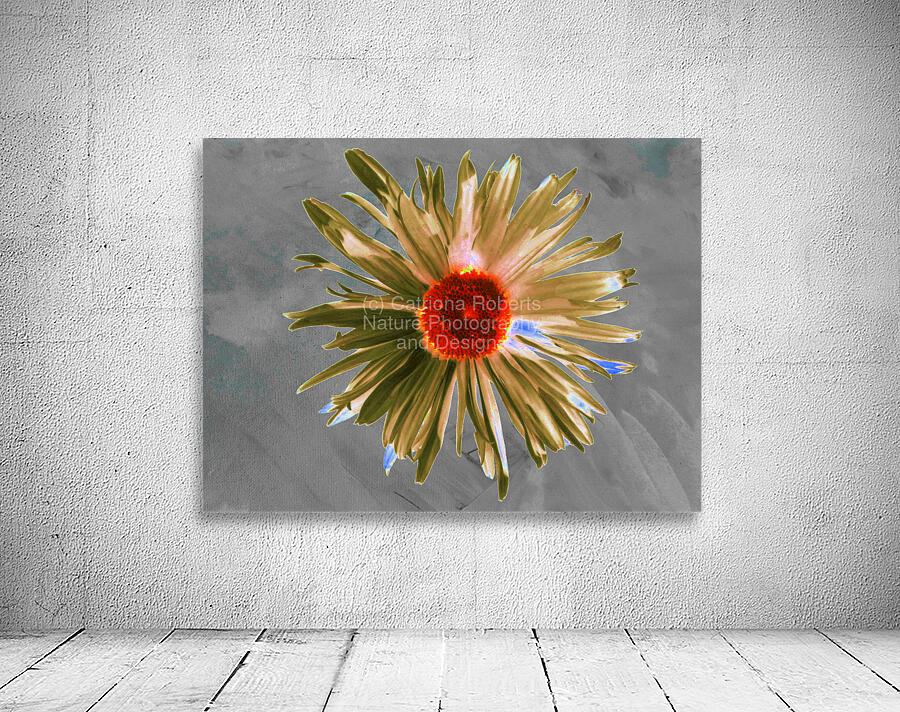 Abstract Vibrant Daisy Flower on a Grey Abstract Background Wall Preview