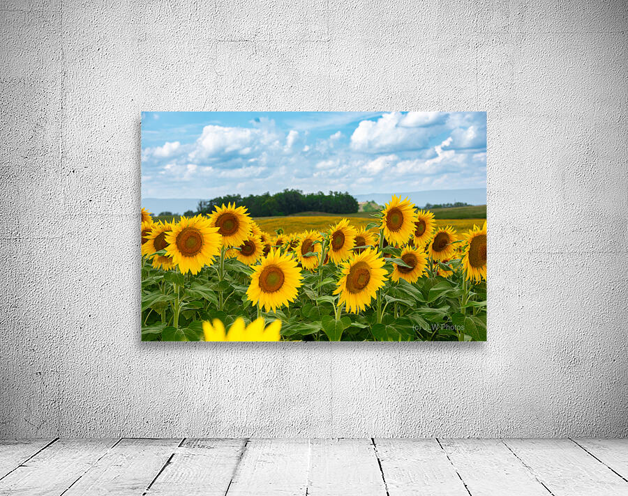 Amazing Sunflowers Wall Preview