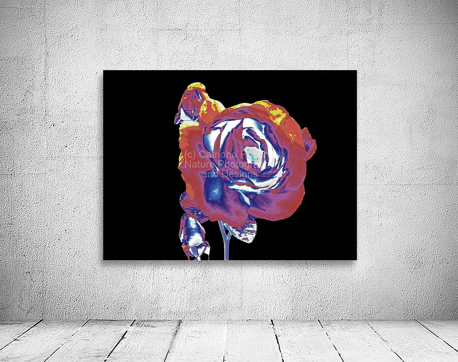 Abstract Vibrant Rose Wall Preview
