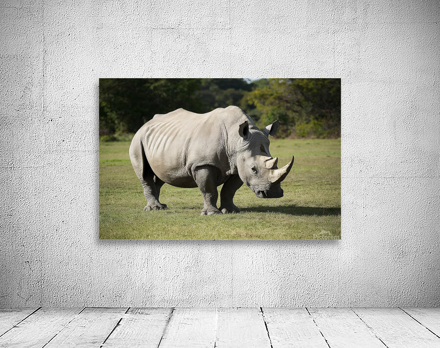 large rhino in the park 2 Wall Preview