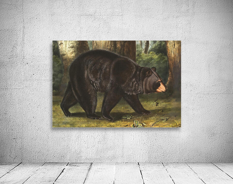 American Black Bear Wall Preview