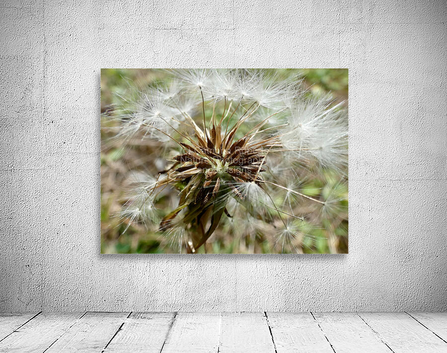 Dandelion Seeds Close Up Impressionistic Design   Wall Preview
