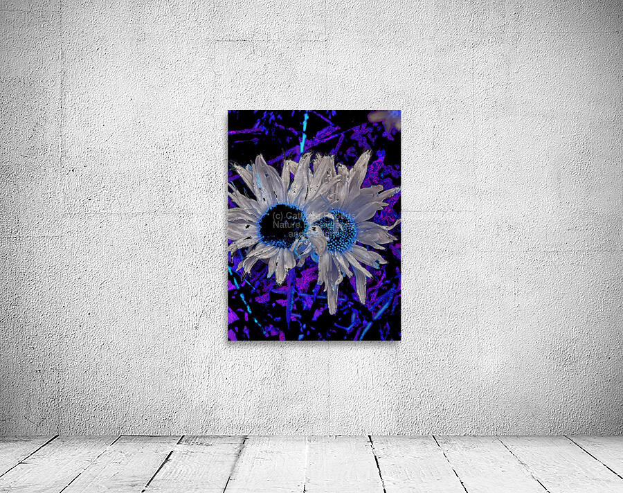 Abstract Daises Duo on an Abstract Background  Wall Preview