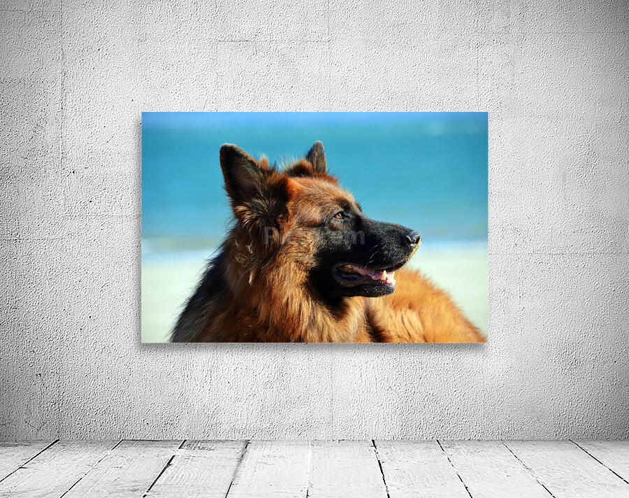 German Shepherd Dog Wall Preview
