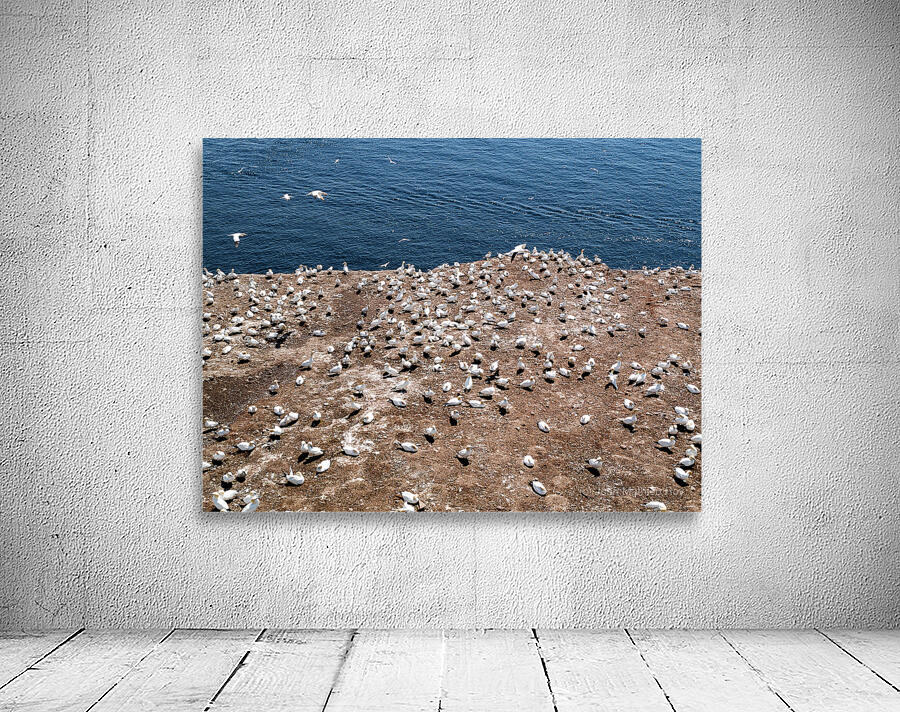 COLONIE Wall Preview