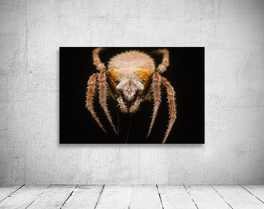 The Nocturnal Architect Wall Preview