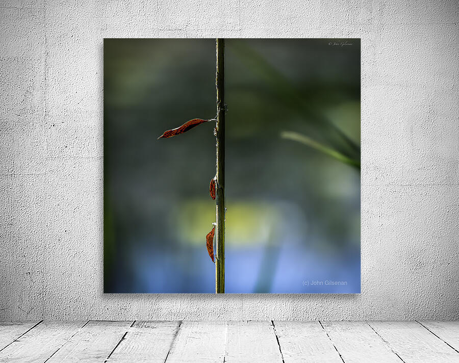 11524 Ignotus 4 Wall Preview