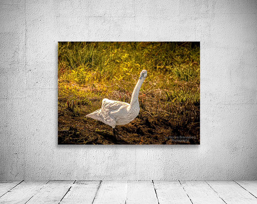 Tundra Swan Quizzical Face Wall Preview