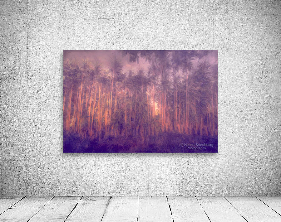 Costa Rica Tree Lineup Sunrise Abstract by Norma Brandsberg Photography