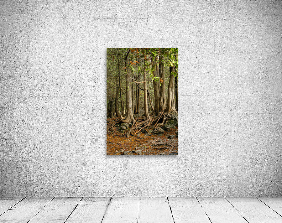 Beaver Valley Trippers Wall Preview