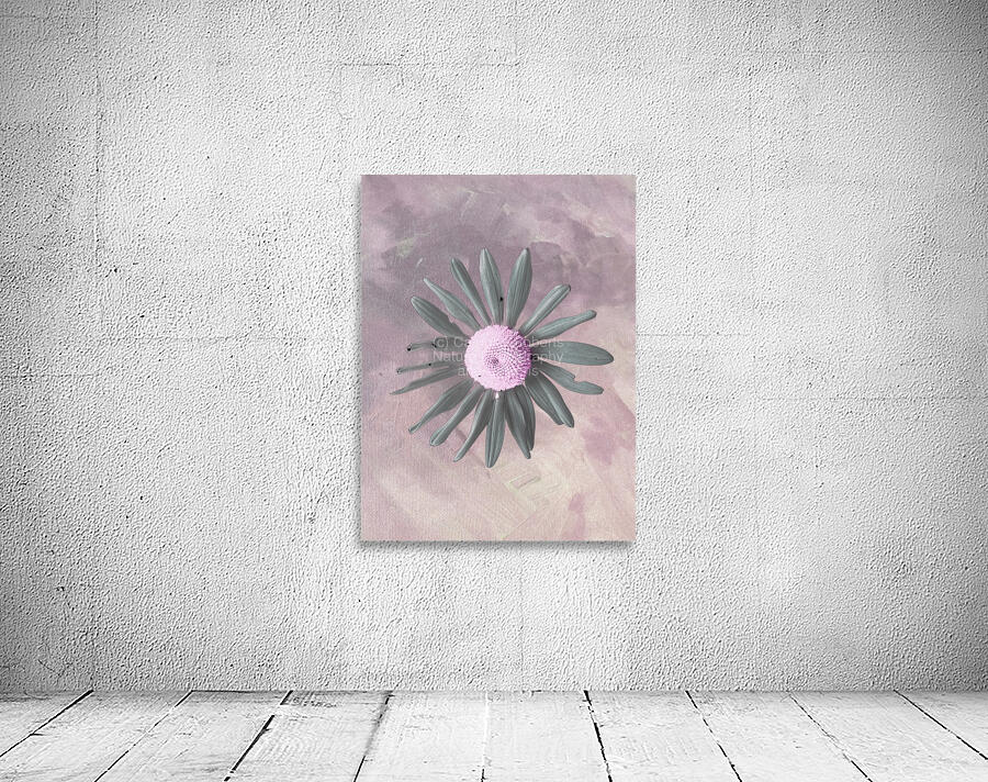 Abstract Pink and Grey Daisy Wall Preview