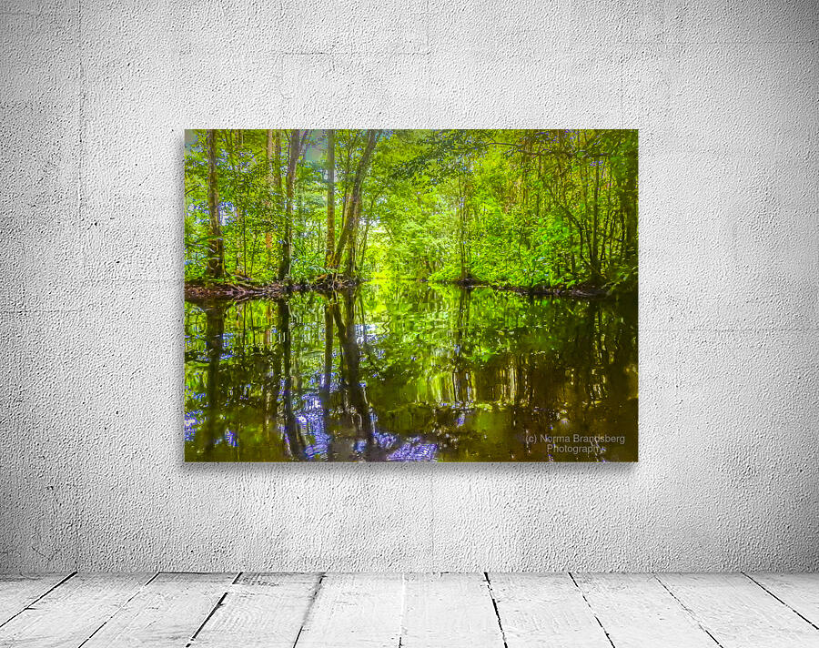 Costa Rica Mangrove Forest by Norma Brandsberg Photography