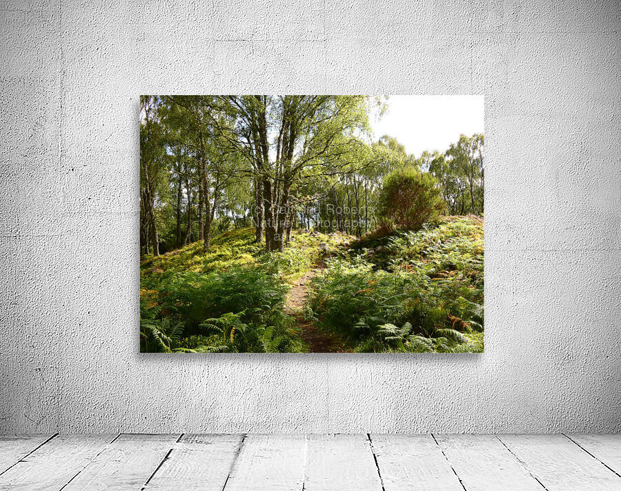 Lush Nature in the Scottish Highlands Wall Preview