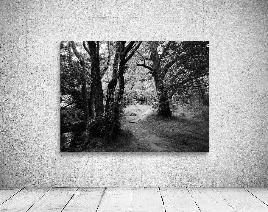 Dark Forest of the Scottish Highlands  Wall Preview