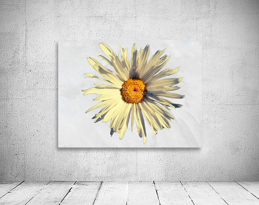 Abstract Calming Daisy Flower Wall Preview