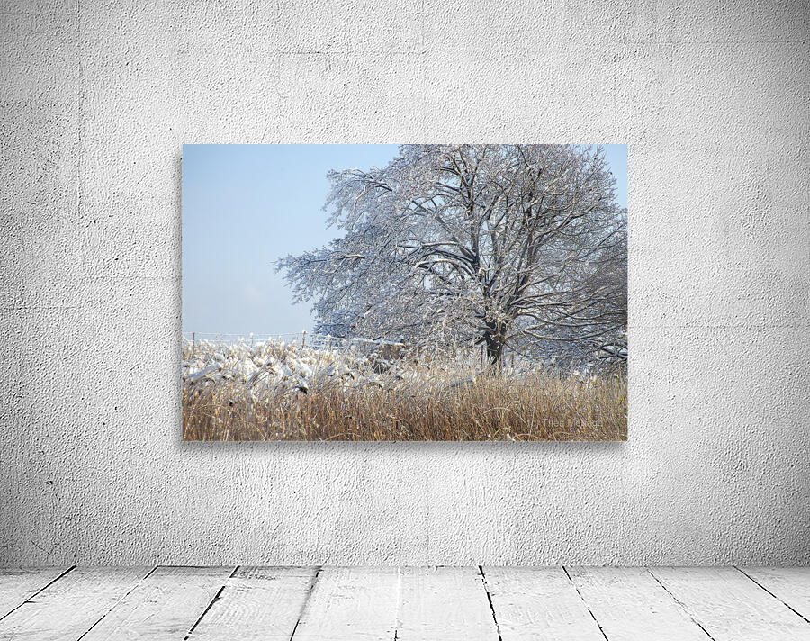 The 2013 Ice Storm in Toronto Wall Preview