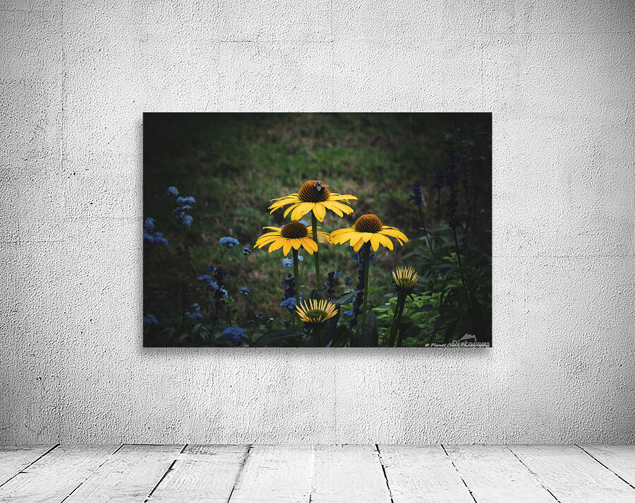 Yellow Coneflower Trio by Chad Meyer