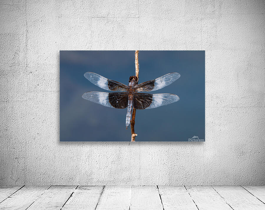 Widow Skimmer Dragonfly - Wings Like Stained Glass Wall Preview
