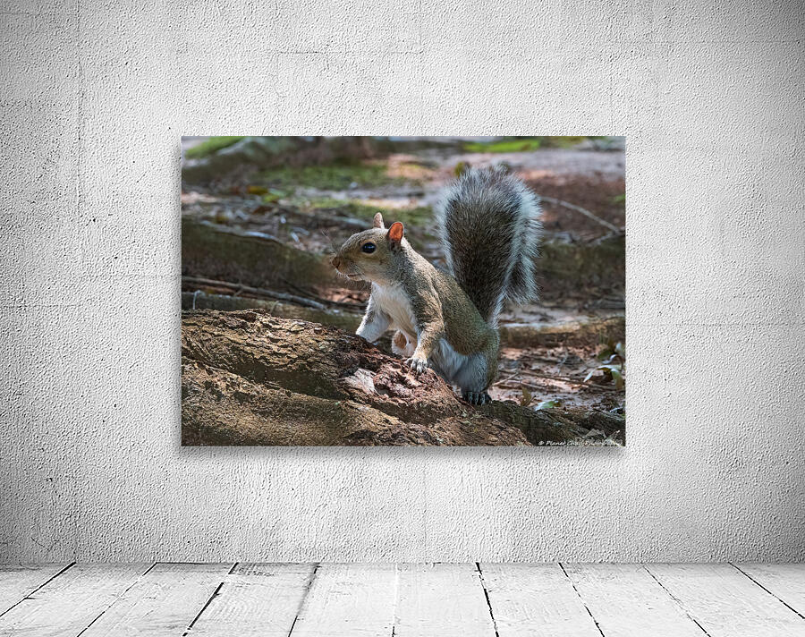 Curious Squirrel by Chad Meyer