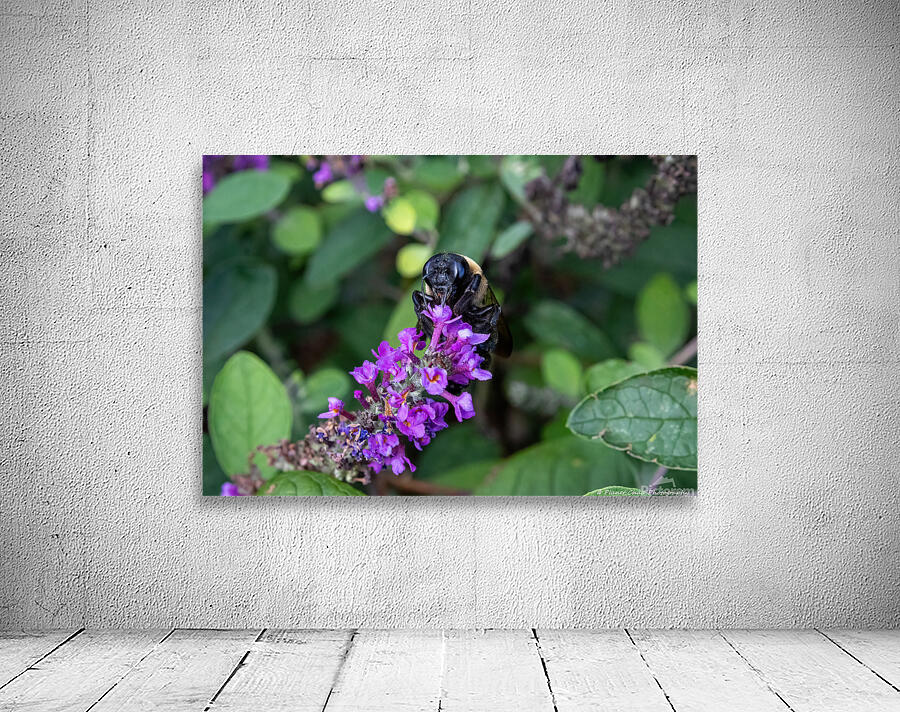 Carpenter Bee - Hungry for Pollen by Chad Meyer