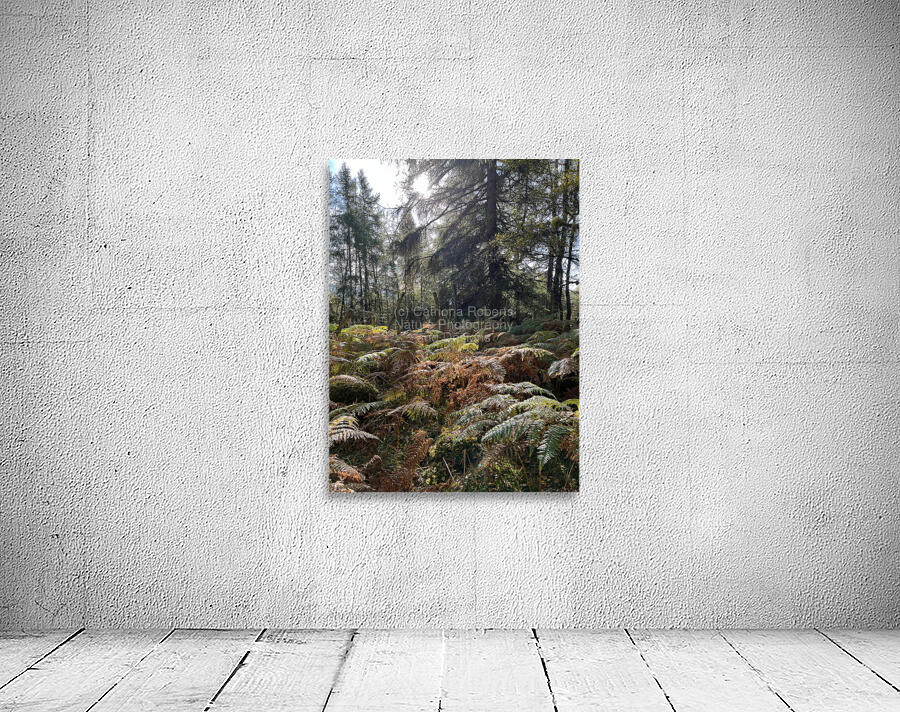 Autumnal Sunlight to the Forest Floor Wall Preview