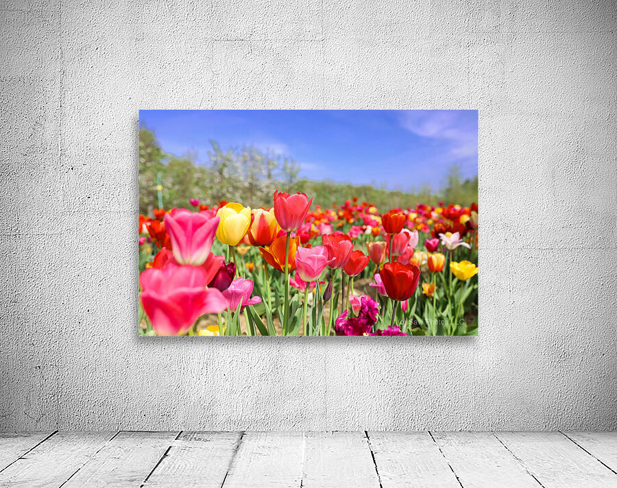 Tulip Dreamscape by Savi Photos LLC