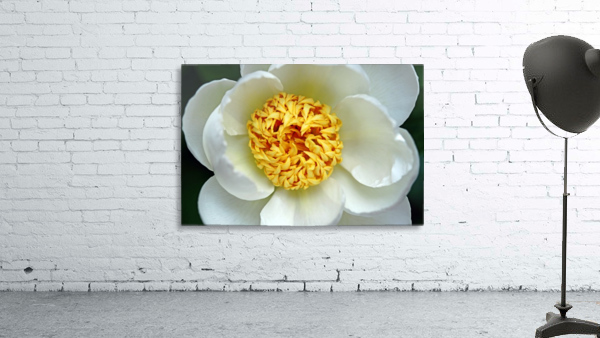 Classic White Peony by Deb Oppermann