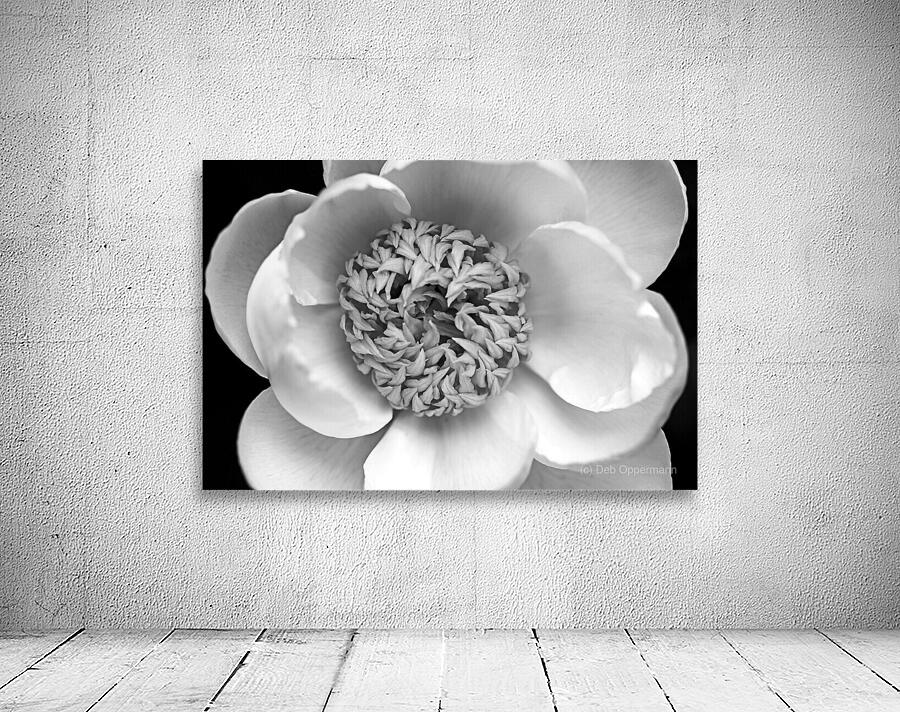 Classic White Peony Black And White by Deb Oppermann