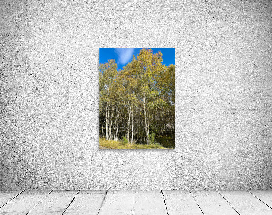Golden Autumnal Birch Trees in the Scottish Highlands Wall Preview