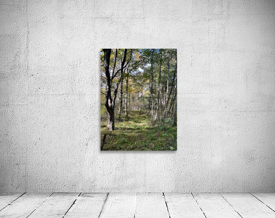Autumn Arrives in the Forest of the Scottish Highlands Wall Preview