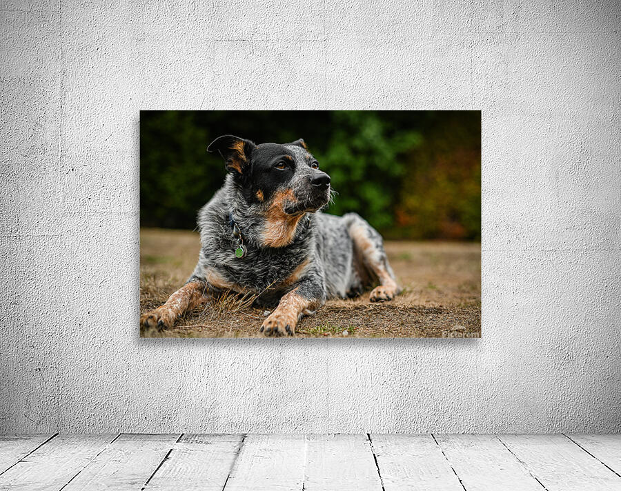 Z72 3543 Wall Preview