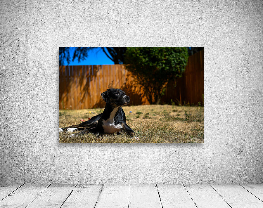 Z72 2981 Wall Preview