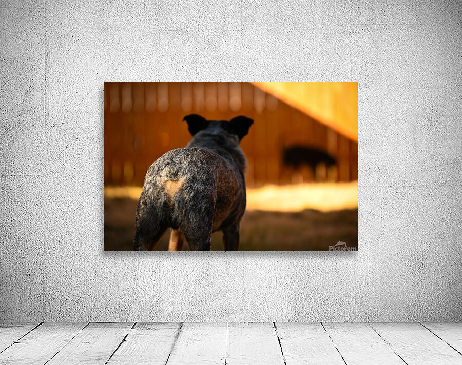 Z72 2939 Wall Preview