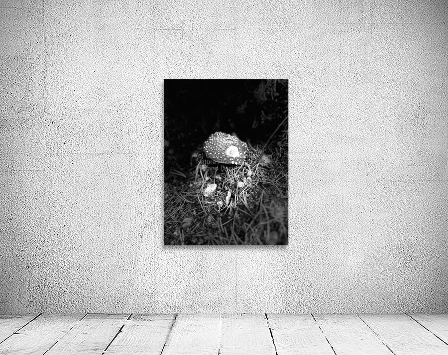 Scenes from the Trail- Fly Agaric in Black and White Wall Preview