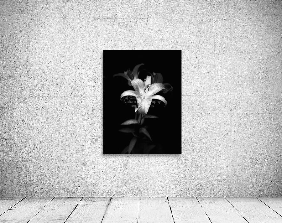 Lily Flower in the Darkness Wall Preview