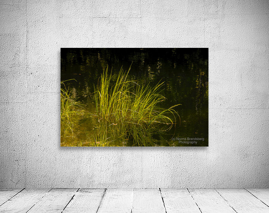 Marsh Grass Evening  Reflections Wall Preview