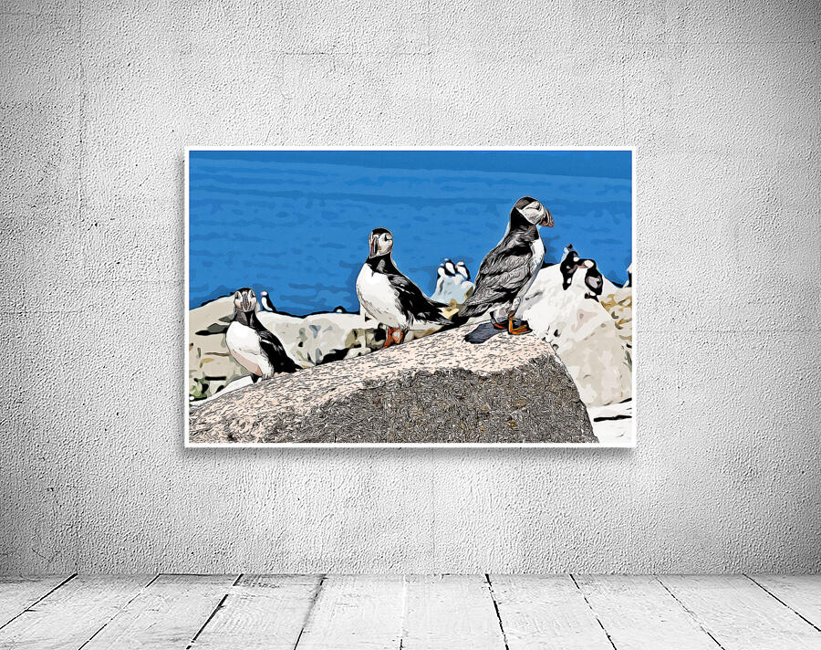 Three Atlantic Puffins Guarding Their Nesting Area - Illus. by Allan Wood