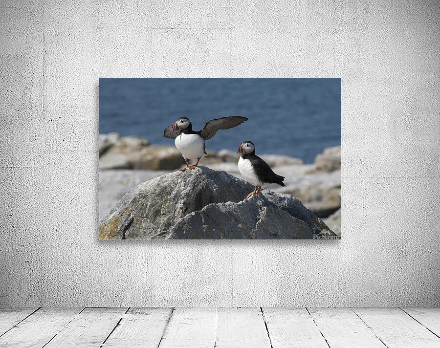 Atlantic Puffin Spreads Wings to Protect Nest With Mate On Island Off Maine Coast by Allan Wood