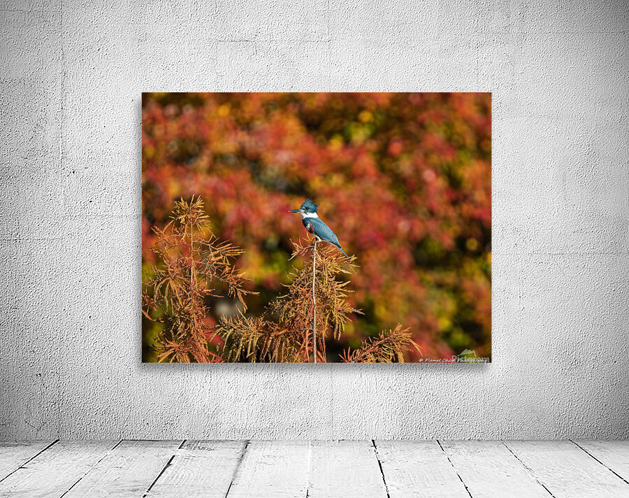 Kingfisher in Autumn Bokeh by Chad Meyer