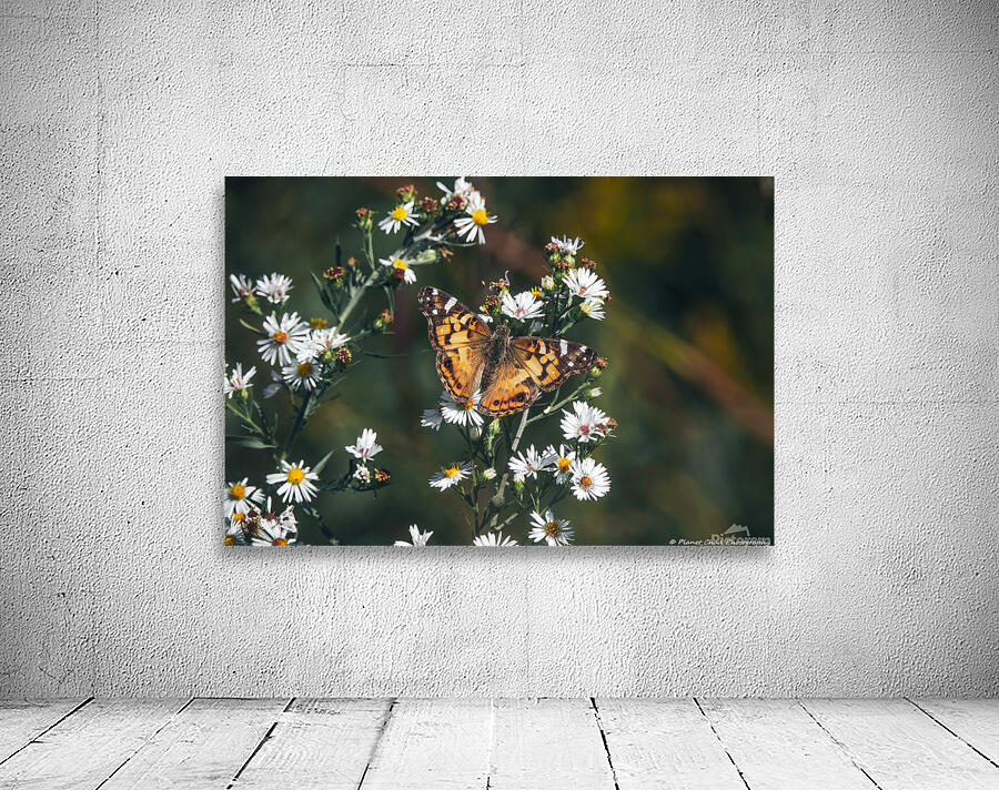 Beautiful American Lady on Aster by Chad Meyer