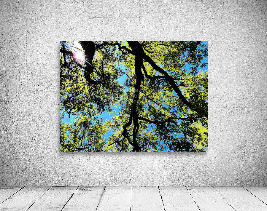 Birch Tree Canopy in Intelligent Art Wall Preview