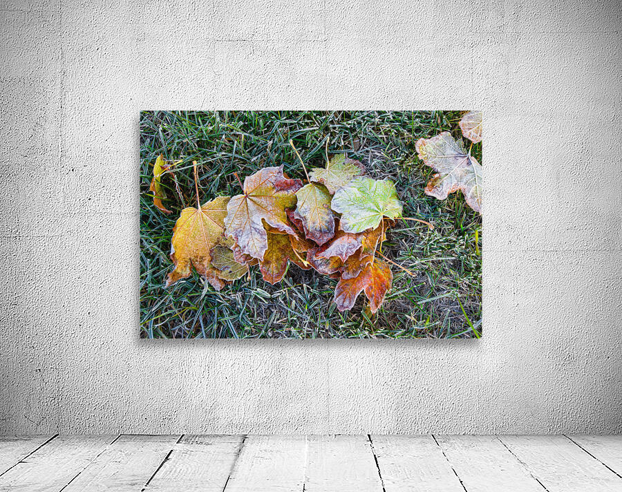 Hoar Frost in the Grass Wall Preview