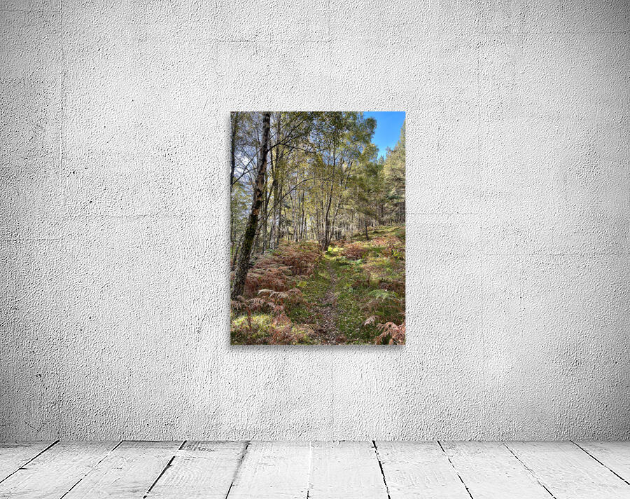 Scottish Highlands Birch Forest Autumnal View Wall Preview