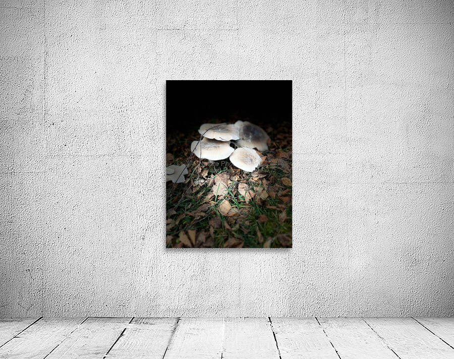 Scenes from the Trail -Autumnal Forest Mushroooms Wall Preview