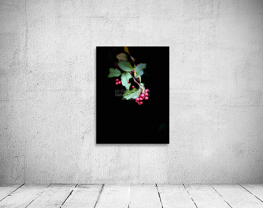 Cotoneaster in the Darkness Wall Preview