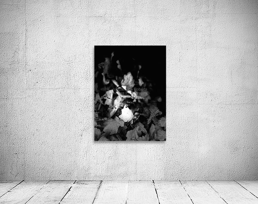 Scenes from the Trail  -Autumnal Leaves in Black and White  Wall Preview