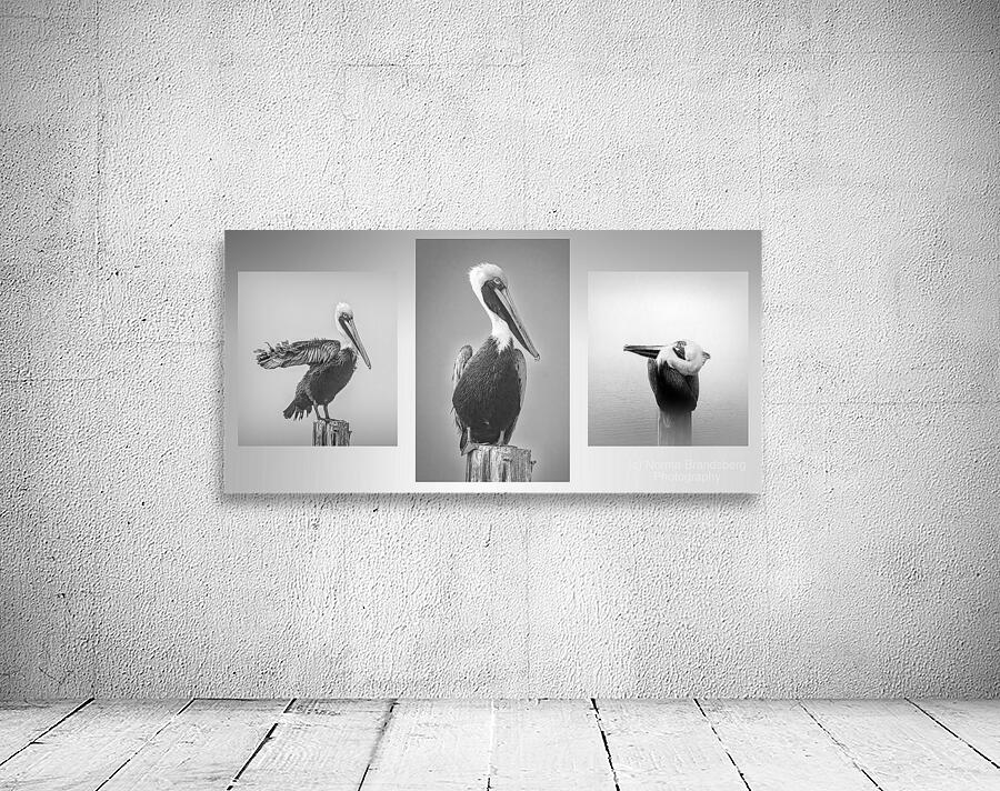 Three Pelicans Triptych in Black and White Wall Preview