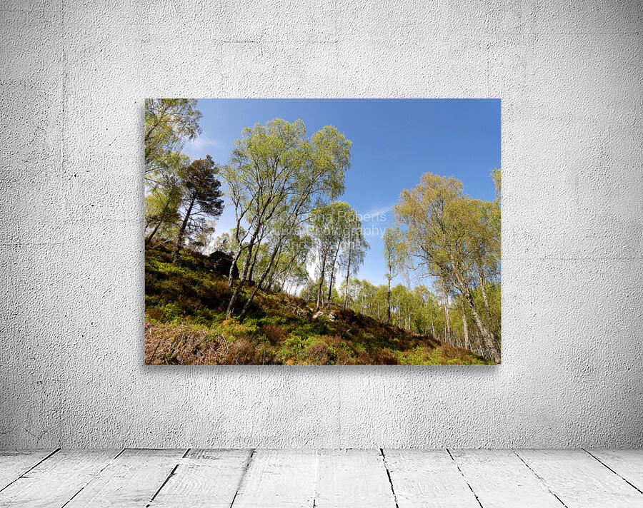  Scottish Highlands Woodland Image  Wall Preview