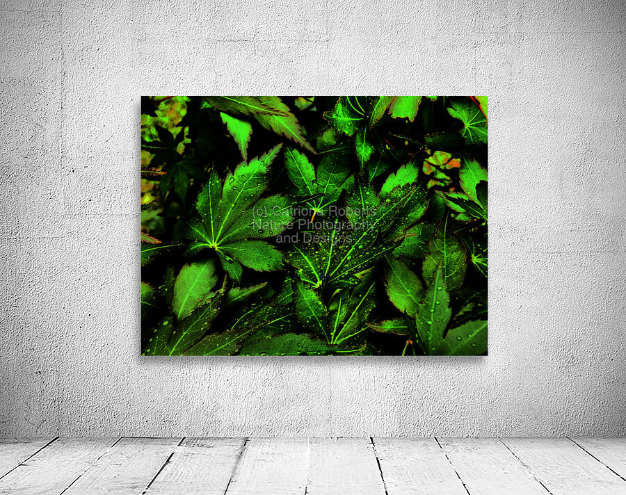  Artistic Autumnal Acer Leaves Too Wall Preview